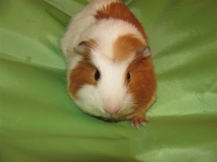 Marsvin Baby... billede 1