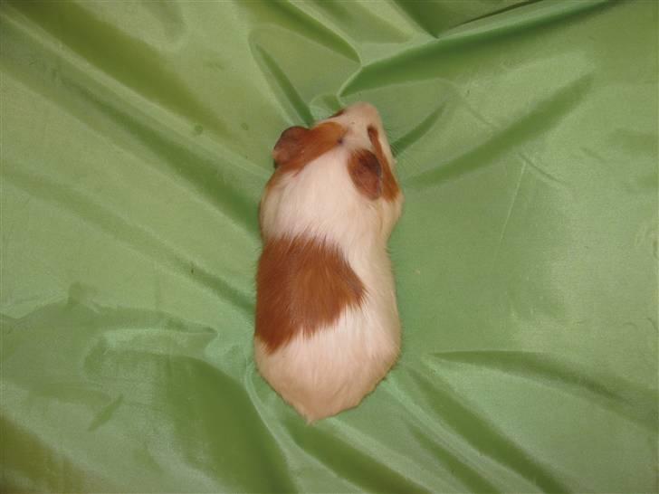 Marsvin Baby... billede 2