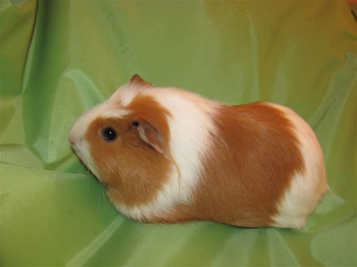 Marsvin Baby... billede 3