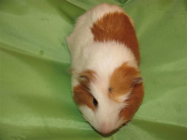 Marsvin Baby... billede 4