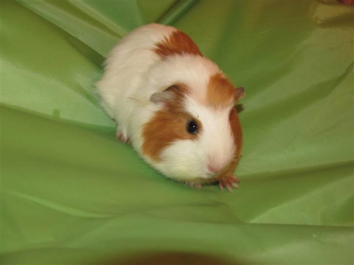 Marsvin Baby... billede 5