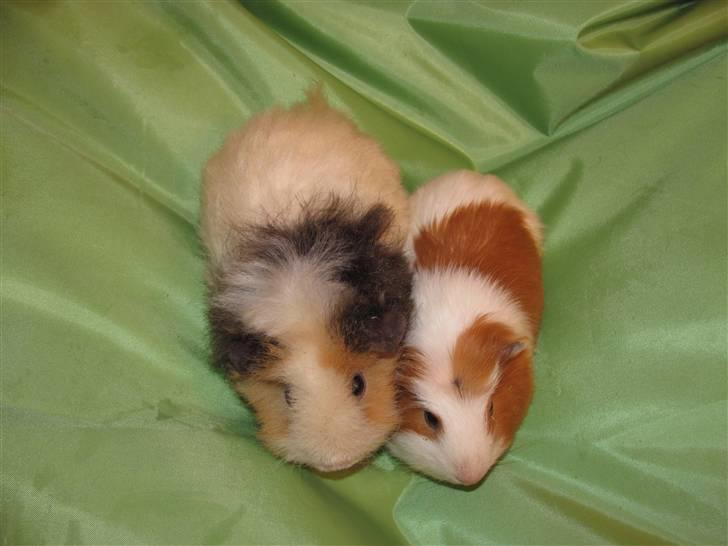Marsvin Baby... billede 6