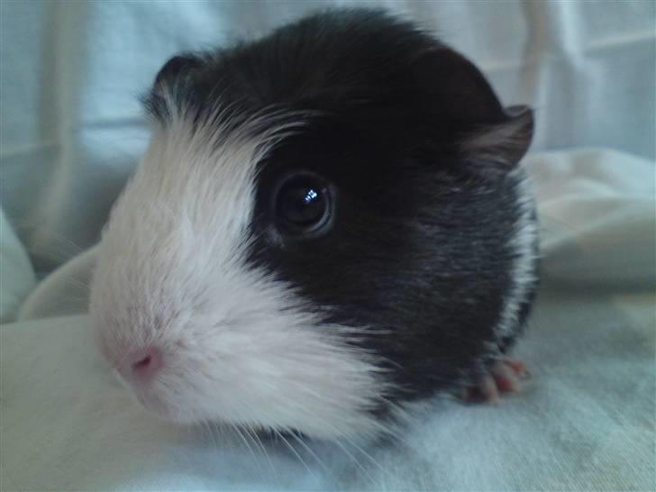 Marsvin |Daim billede 13