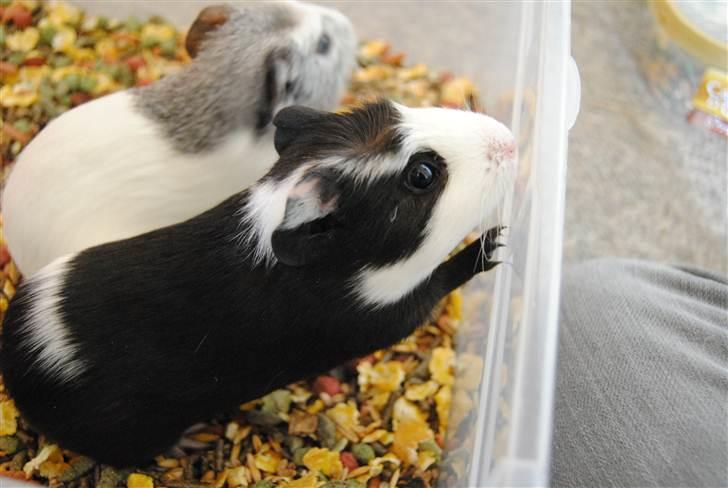 Marsvin |Daim billede 5