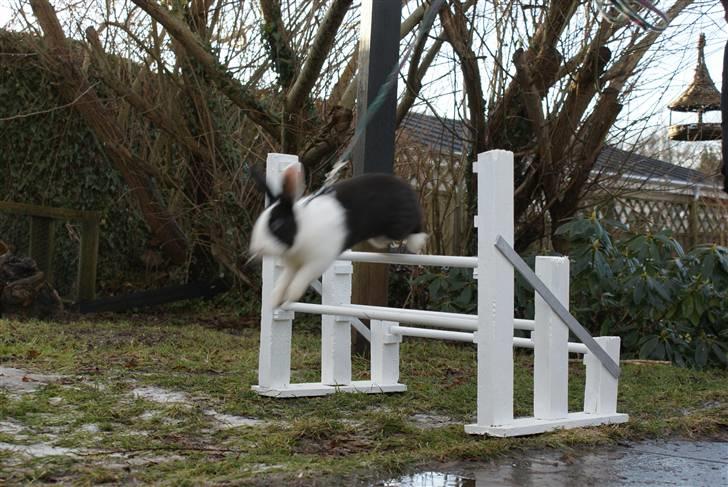 Kanin | Django R.I.P. - Træning d.24/1-11. (Beklager kvaliteten, jeg havde ikke fået indstillet kamet rigtigt) billede 14