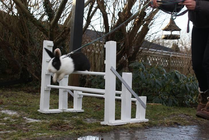 Kanin | Django R.I.P. - Træning d.24/1-11. (Beklager kvaliteten, jeg havde ikke fået indstillet kamet rigtigt) billede 15