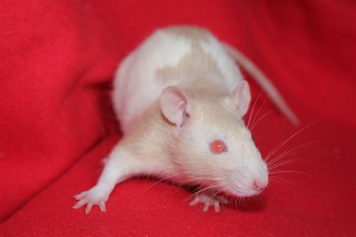 Tamrotte Artesia's Rikku - #1: Rikku 7 uger  og 2 dage, store pige billede 2