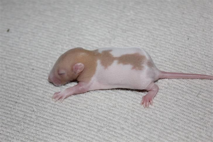 Tamrotte Artesia's Rikku - #2: Rikku 10 dage billede 3