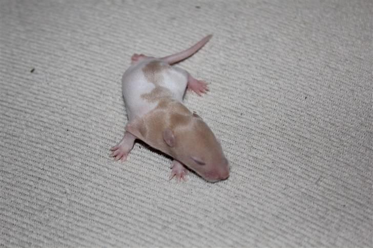 Tamrotte Artesia's Rikku - #3: Rikku 10 dage billede 4