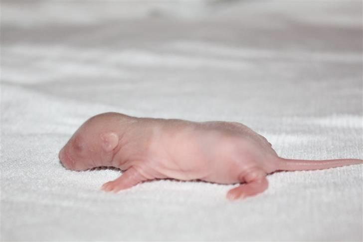 Tamrotte Artesia's Rikku - #4: Rikku 6 dage billede 5