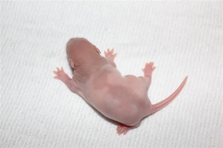 Tamrotte Artesia's Rikku - #5: Rikku 6 dage billede 6