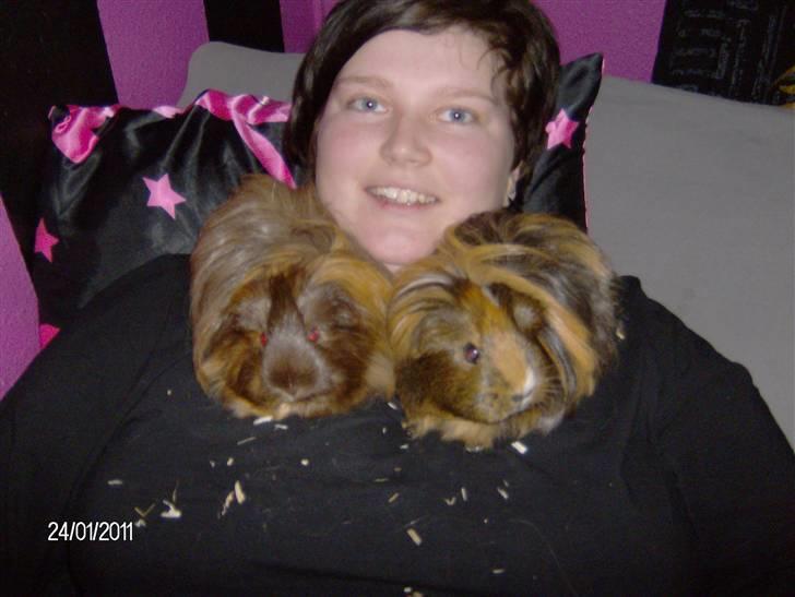 Marsvin Lana billede 12