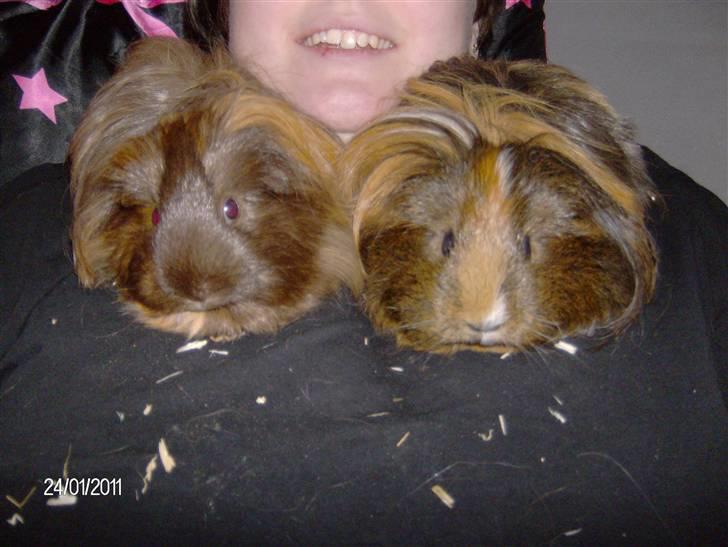 Marsvin Kira billede 11