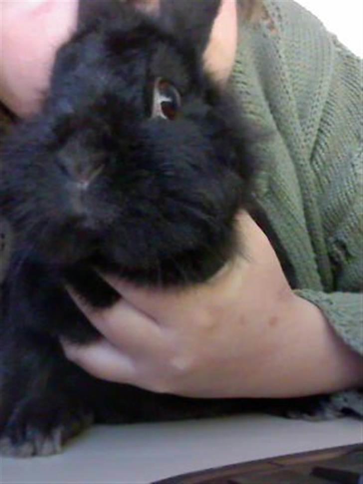 Kanin Team Super Gnaver Cocio - søde skat billede 1