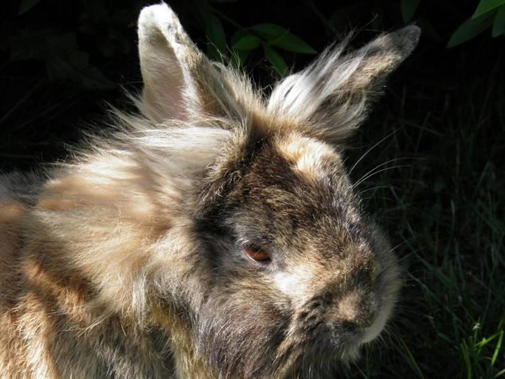 Kanin Pjuske billede 2