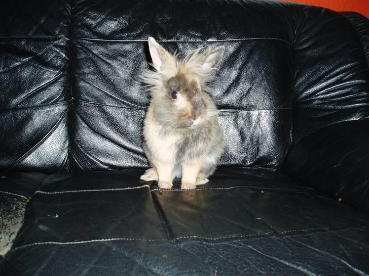 Kanin Pjuske billede 5