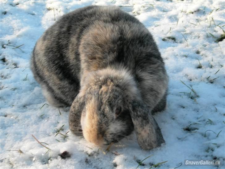 Kanin Phillipa billede 19