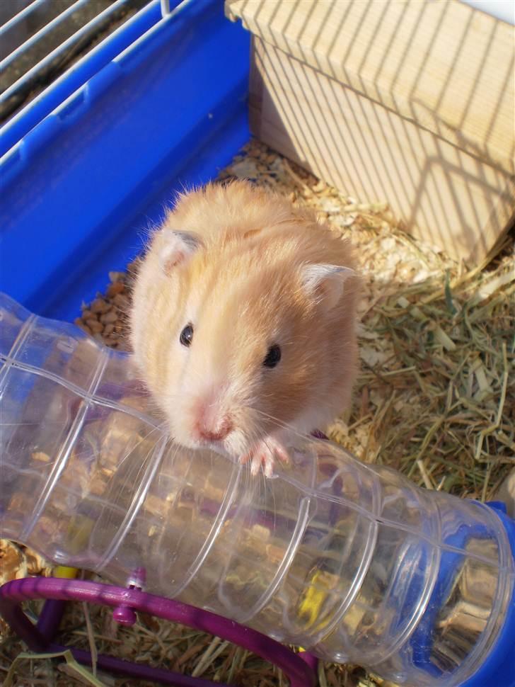Hamster Prinsesse Mille *Sov sødt* billede 1