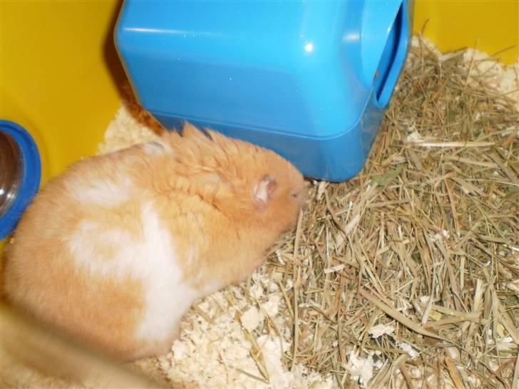 Hamster Prinsesse Mille *Sov sødt* billede 2