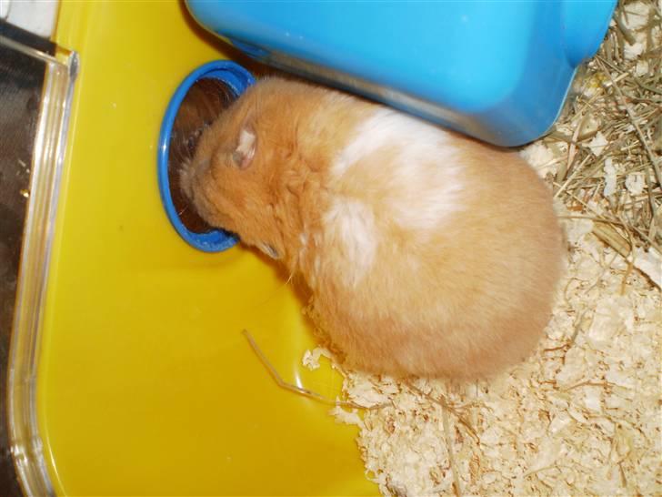 Hamster Prinsesse Mille *Sov sødt* billede 5
