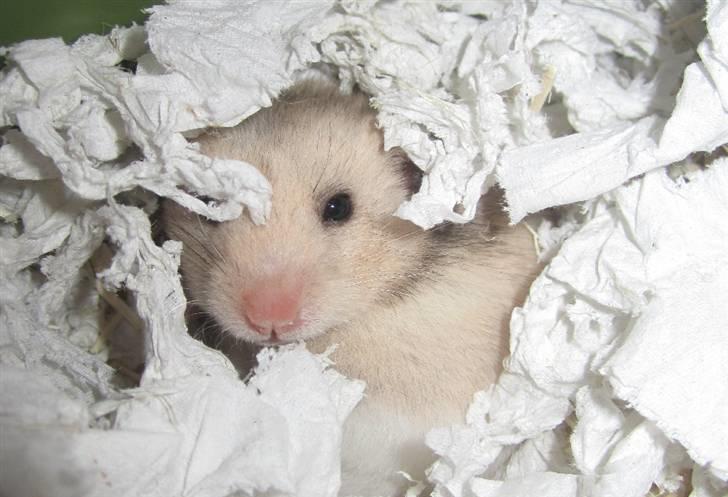 Hamster Perle billede 4