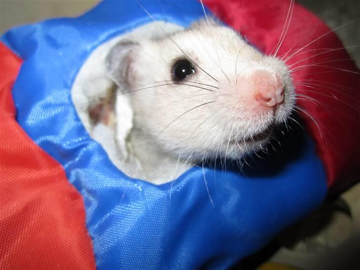 Hamster Perle billede 5