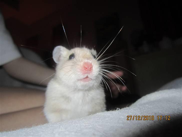 Hamster Perle billede 6