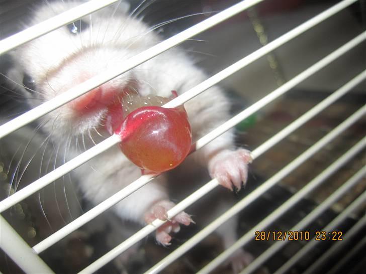 Hamster Perle billede 7