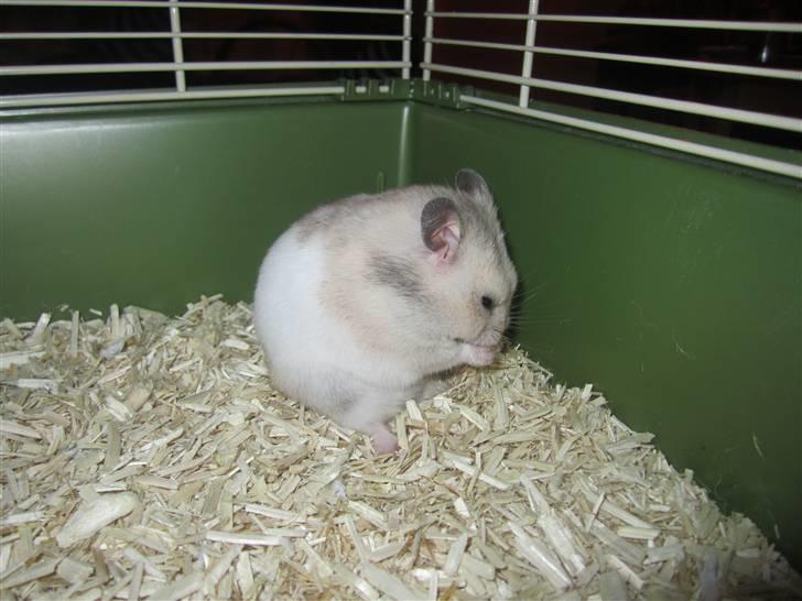 Hamster Perle billede 8