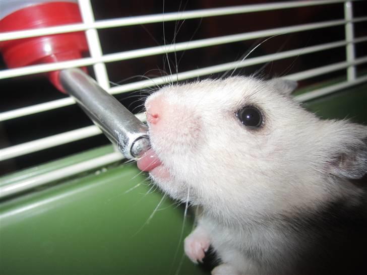 Hamster Perle billede 9