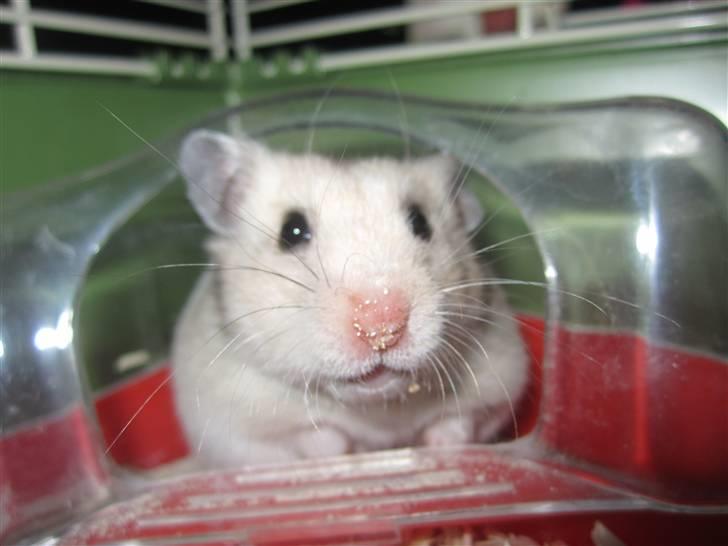 Hamster Perle billede 10