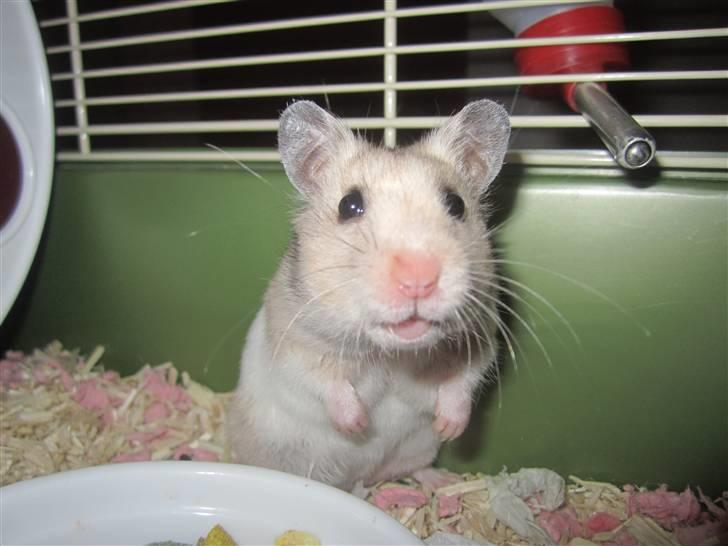 Hamster Perle billede 11