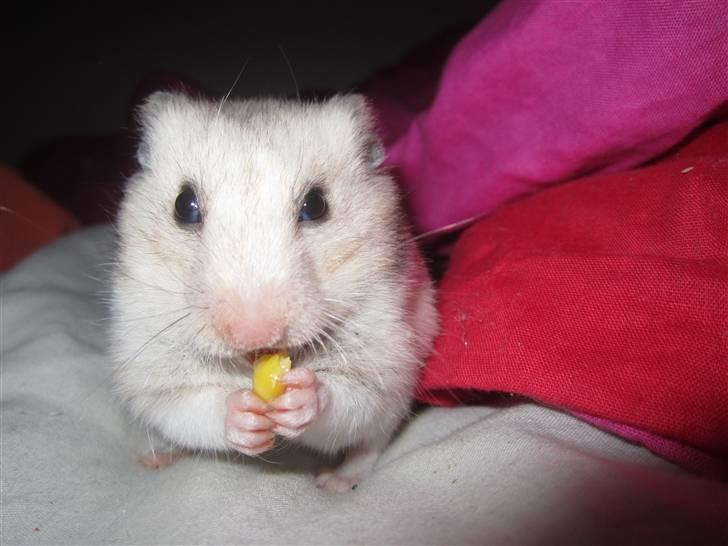 Hamster Perle billede 12