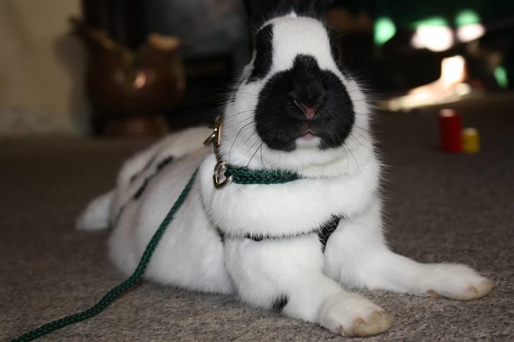 Kanin Team Winther`s Spidermann  <3 R.I.P. - D.27-01-2011 billede 2