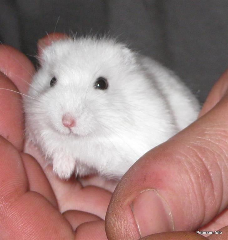 Hamster Freja billede 1