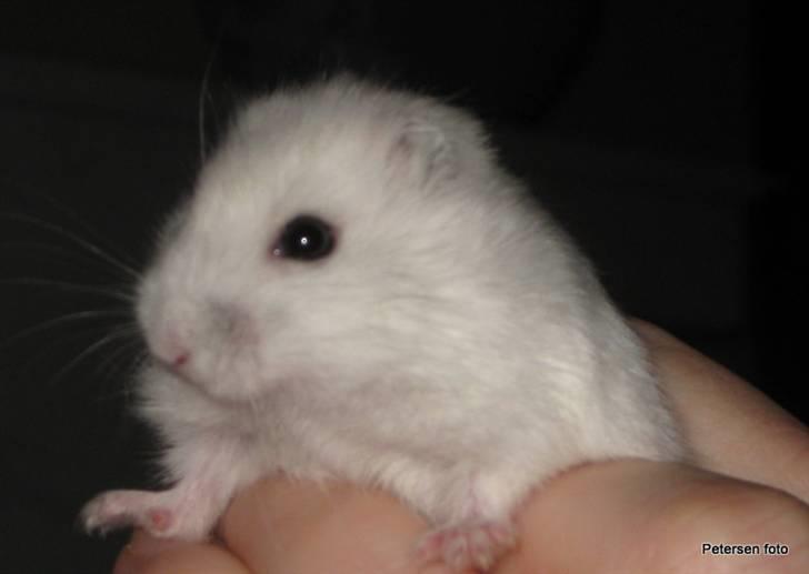 Hamster Freja billede 2
