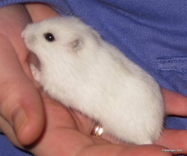 Hamster Freja billede 3