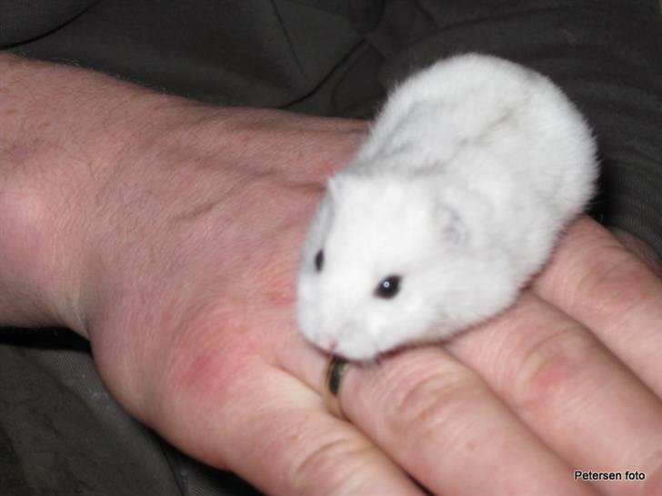 Hamster Freja billede 4