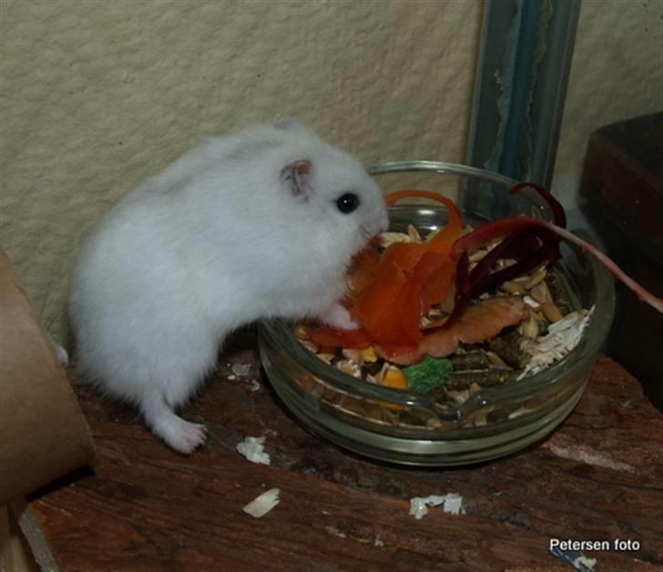 Hamster Freja billede 5