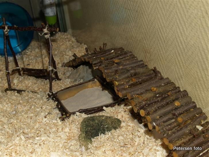 Hamster Freja billede 7