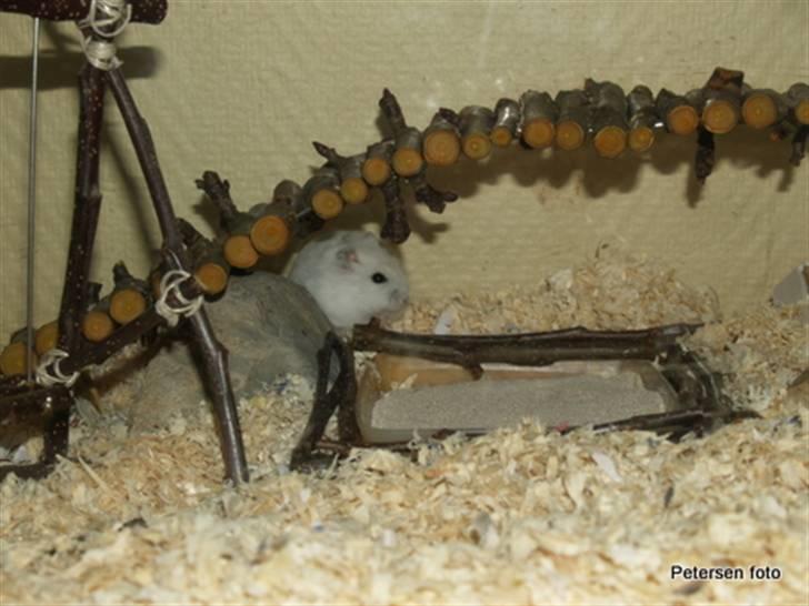 Hamster Freja billede 8