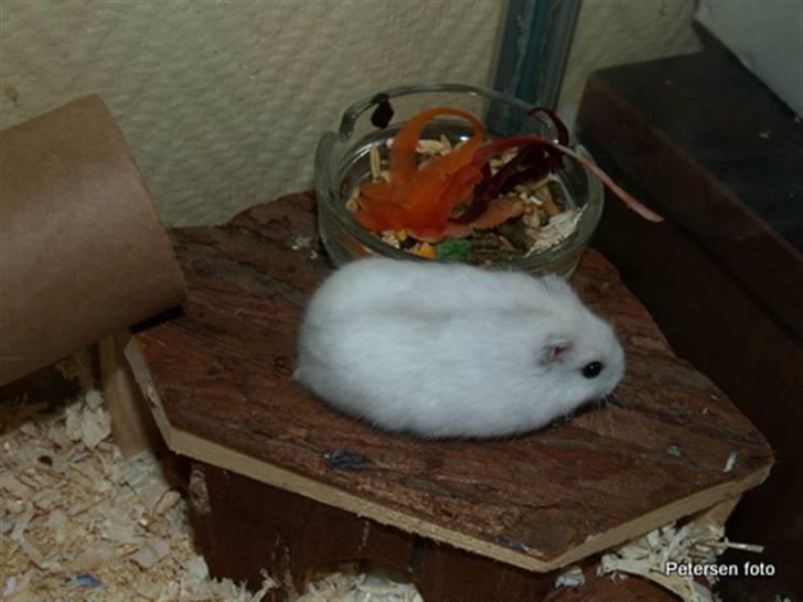 Hamster Freja billede 9