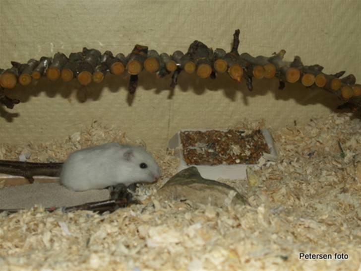 Hamster Freja billede 10