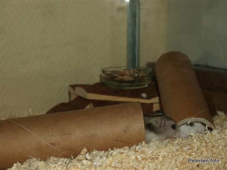 Hamster Freja billede 11