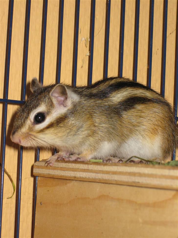 Jordegern Shrek - Nyt, 25/1 - 2011 billede 7