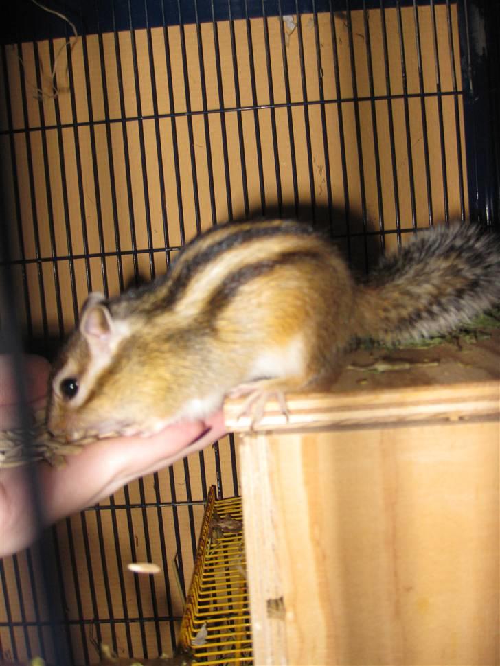 Jordegern Shrek - Nyt, 25/1 - 2011 billede 8