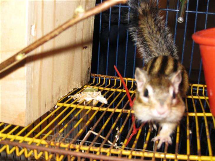 Jordegern Shrek - Nyt, 25/1 - 2011 billede 9