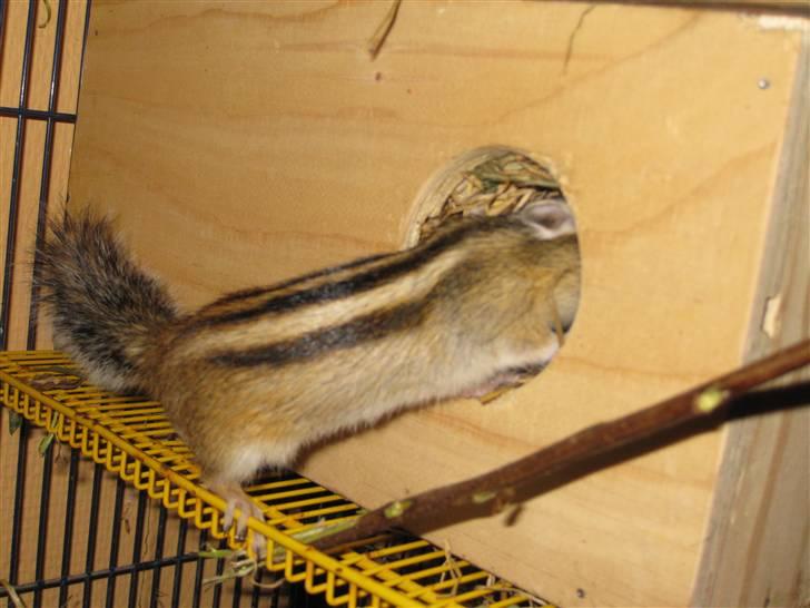 Jordegern Shrek - Nyt, 25/1 - 2011 billede 10