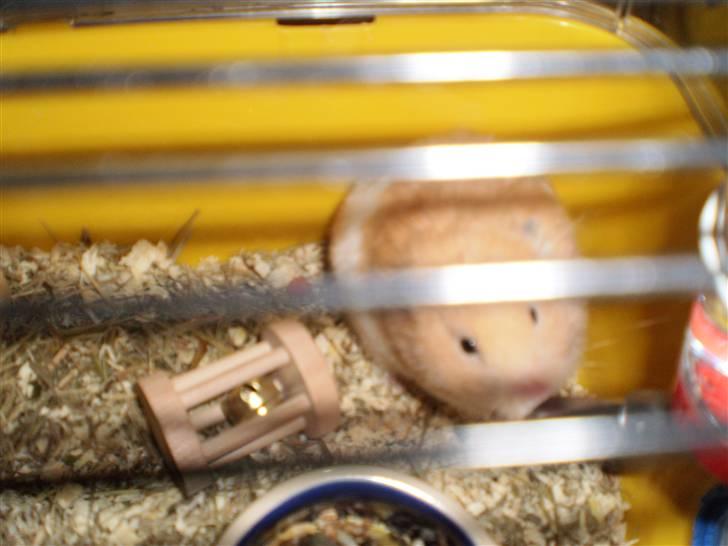 Hamster Prinsesse Mille *Sov sødt* billede 6