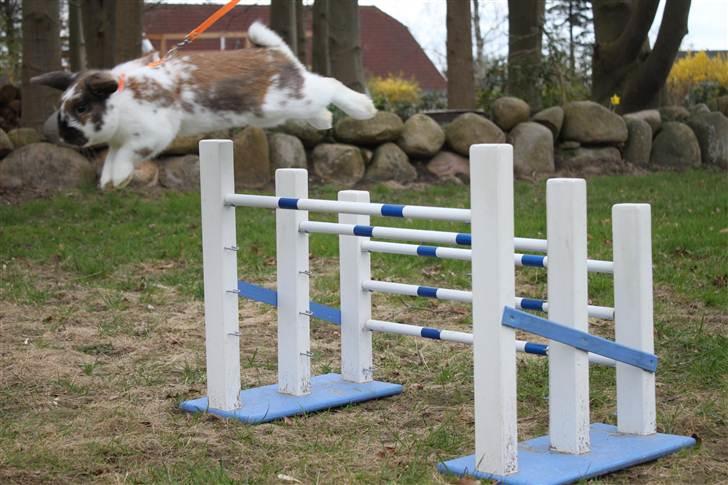 Kanin Hønsehusets Prazo Wabanaki billede 13